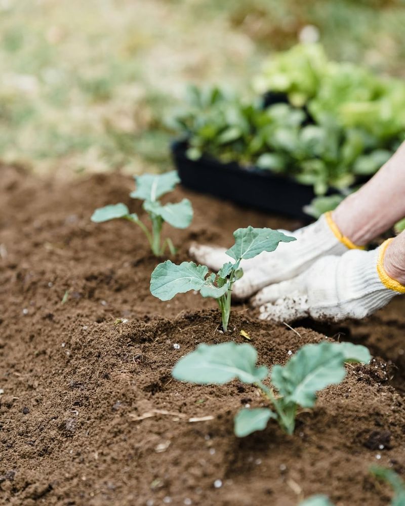 Winter Gardening