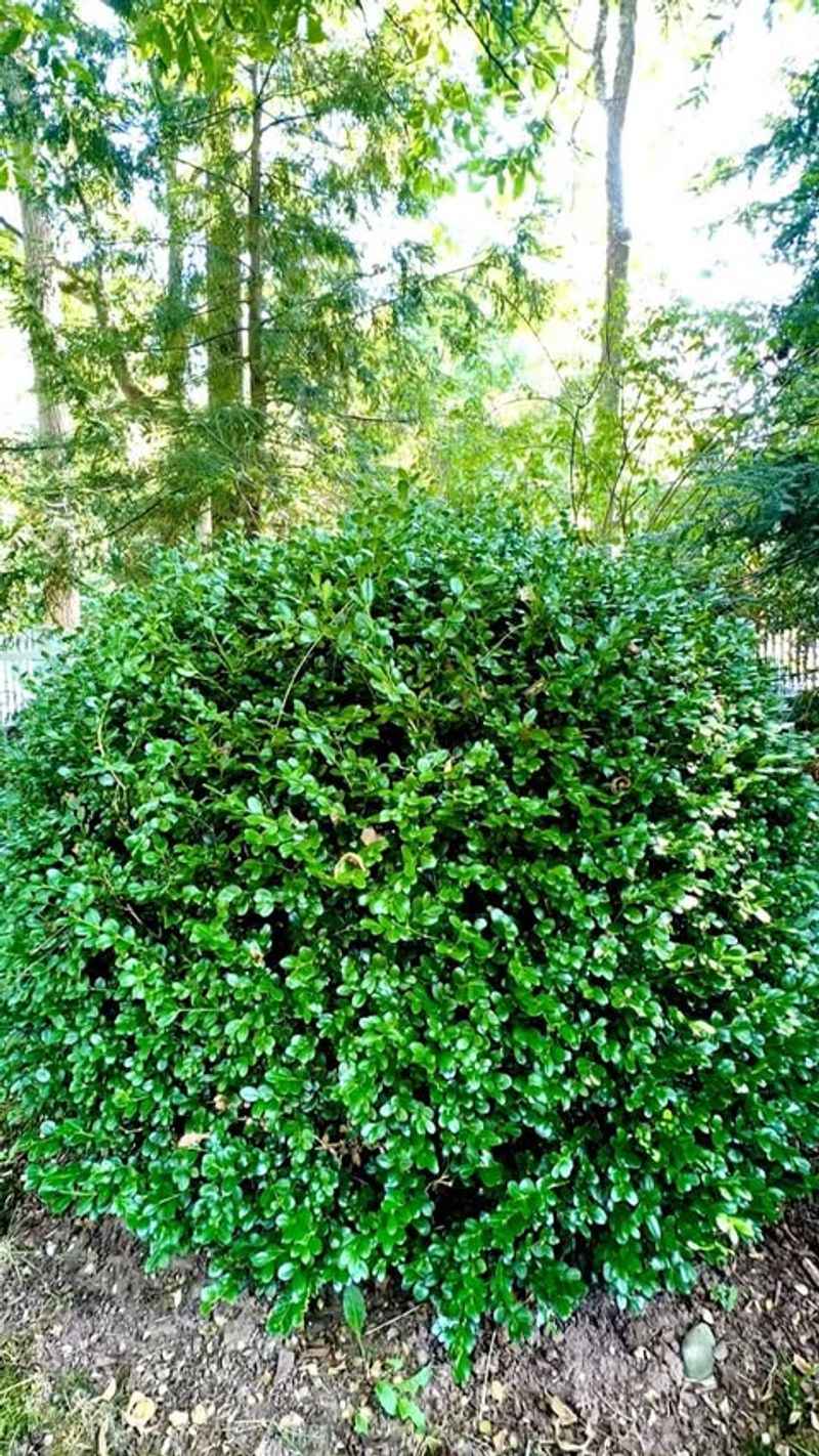 Winter Gem Boxwood