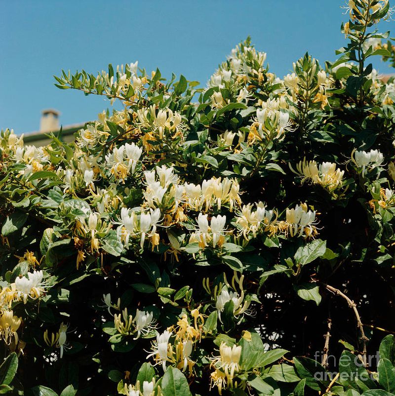 Winter Honeysuckle