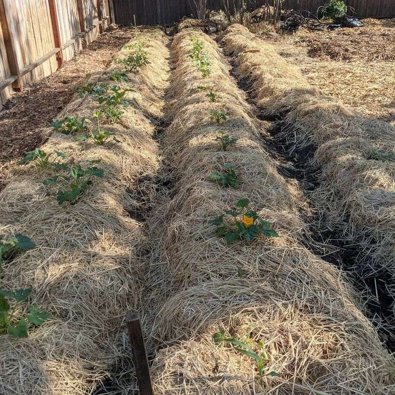 Winter Mulching