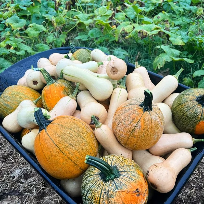 Winter Squash