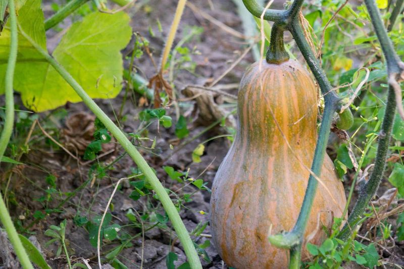 Winter Squash 'Butternut'