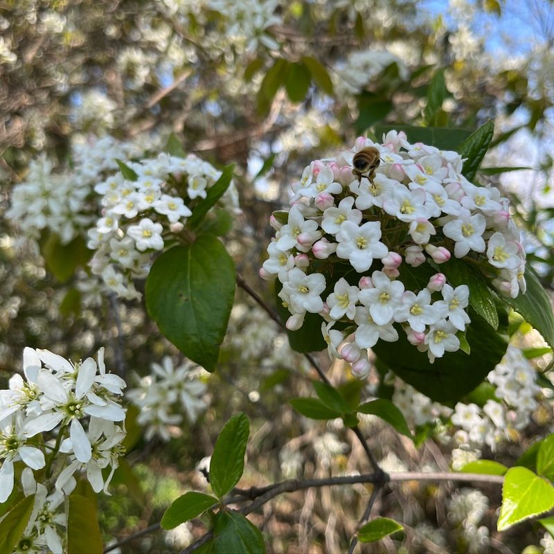 Winter Viburnum