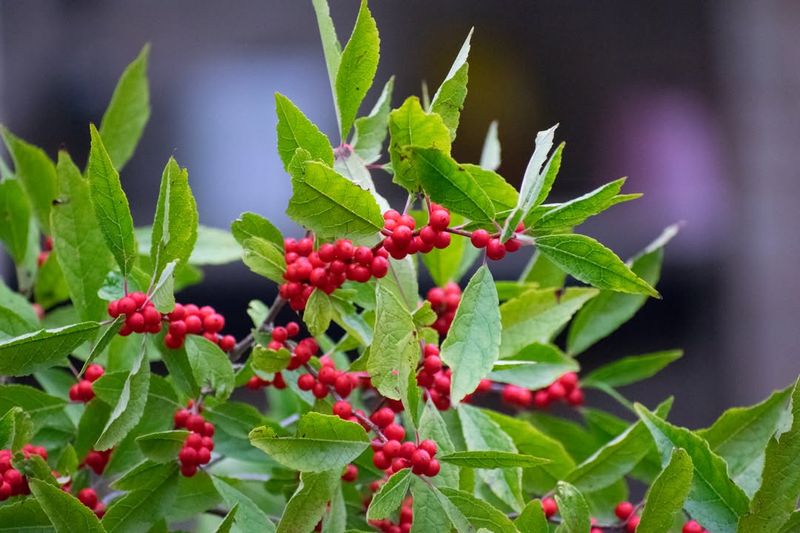 Winterberry