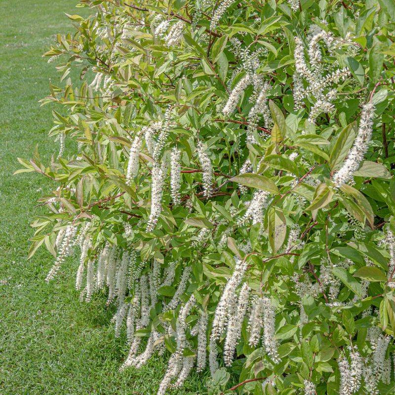 Sweetspire (Itea virginica)