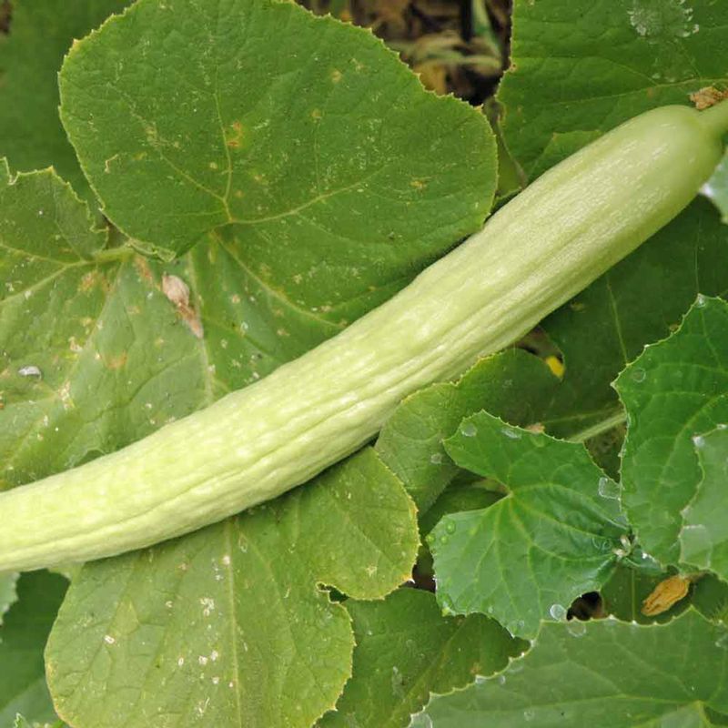 Wisconsin's Massive Cucumber