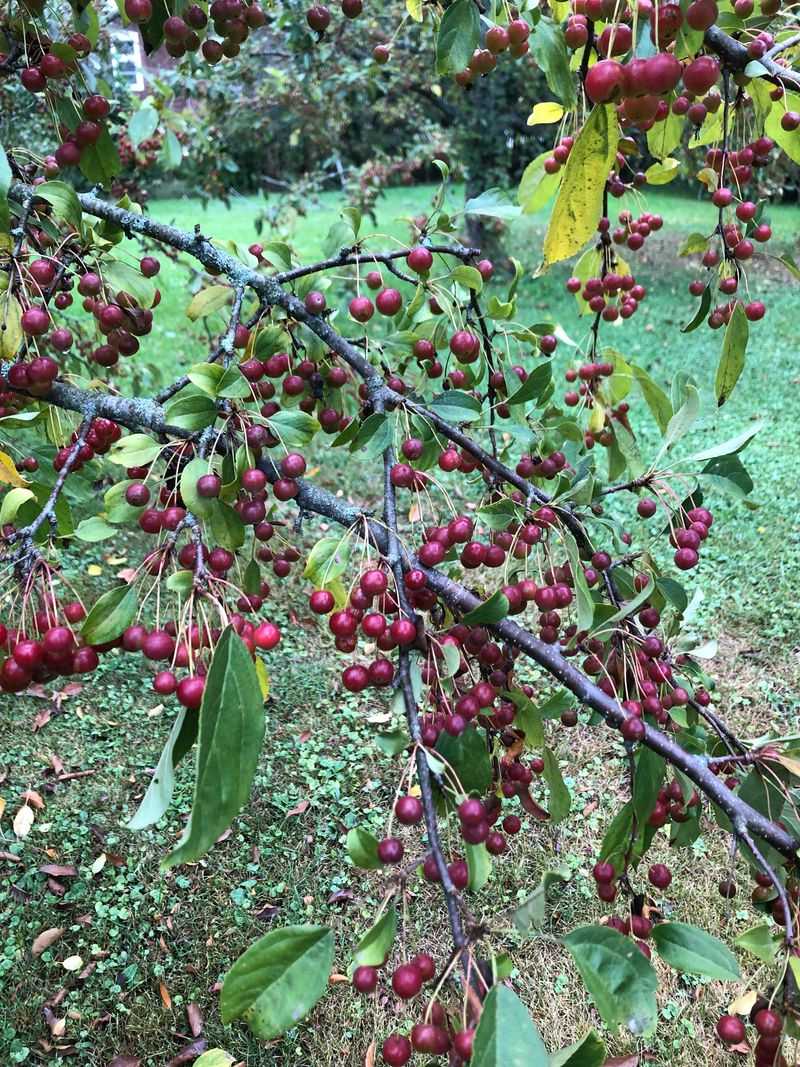 Wisconsin: Cranberry