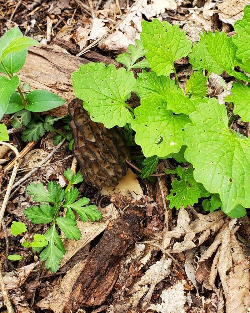 Wisconsin: Garlic Mustard