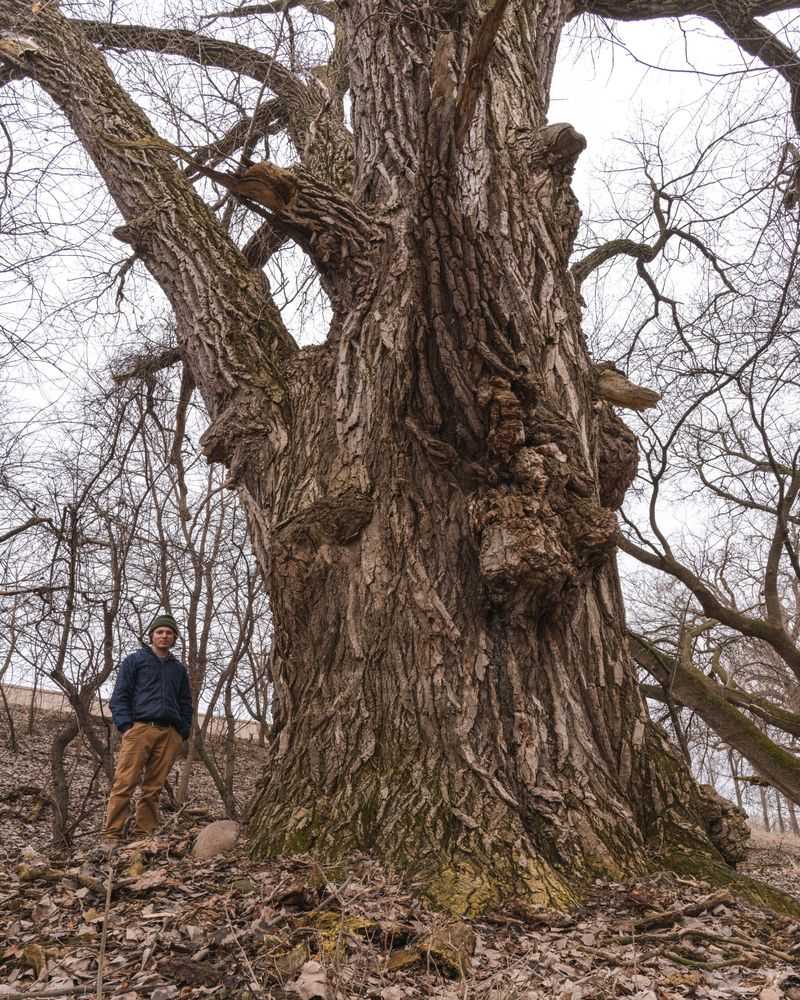 Wisconsin's Woodland Behemoth