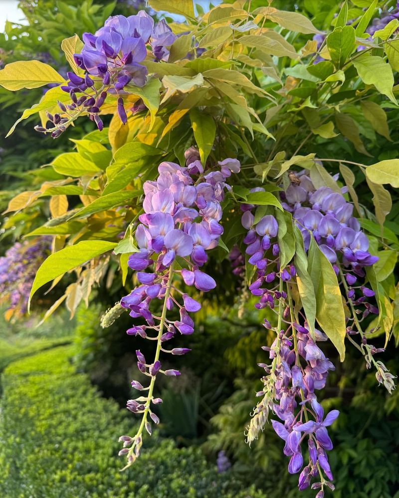 Wisteria