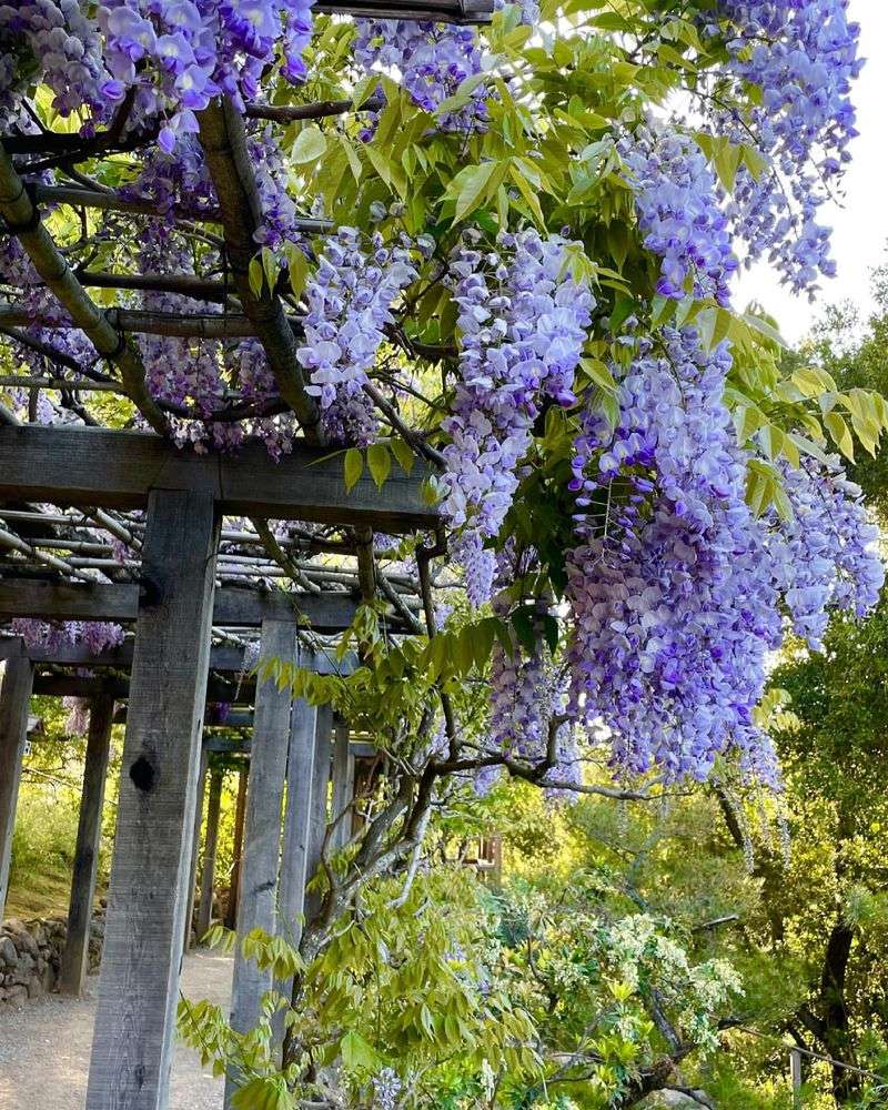 Wisteria