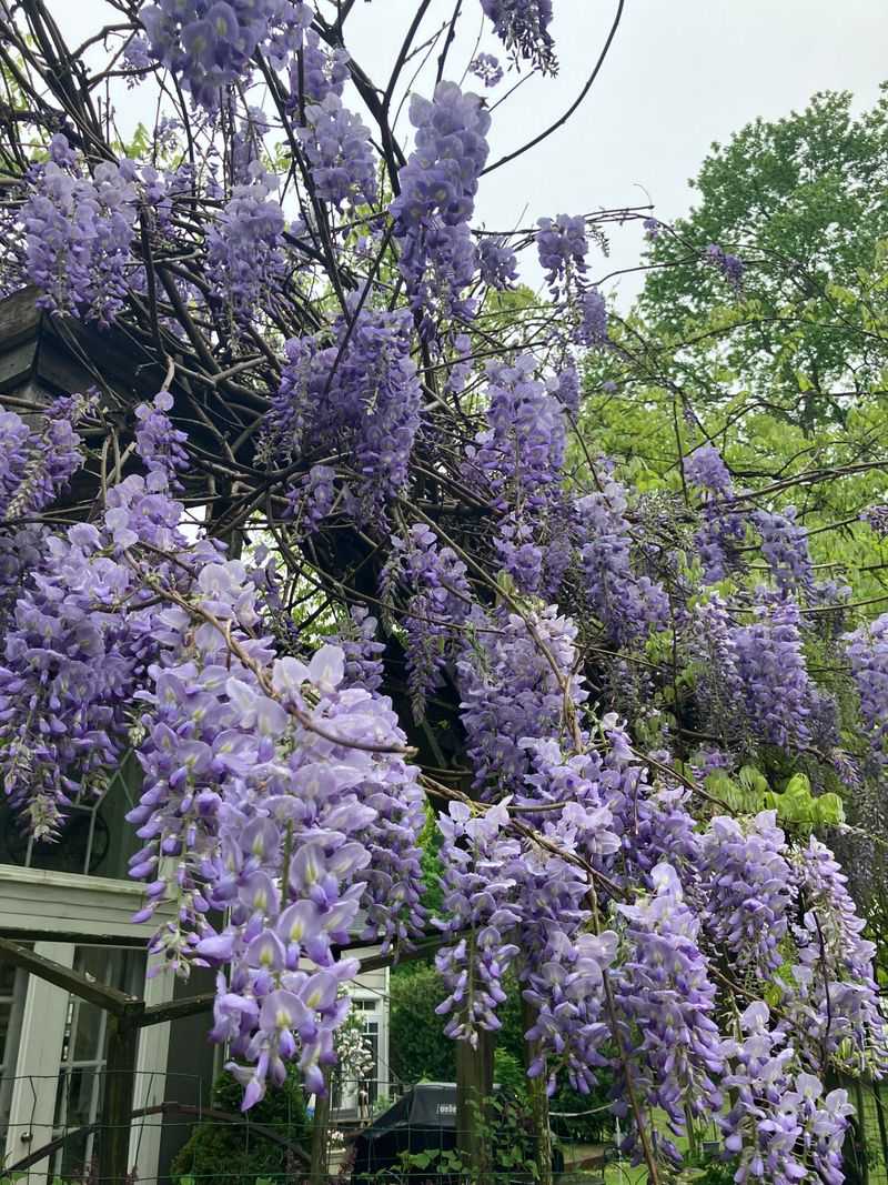 Wisteria