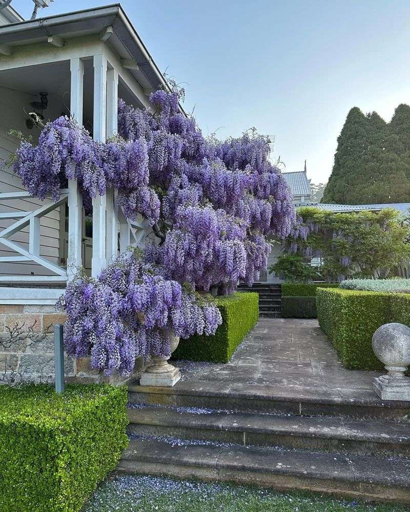 Wisteria