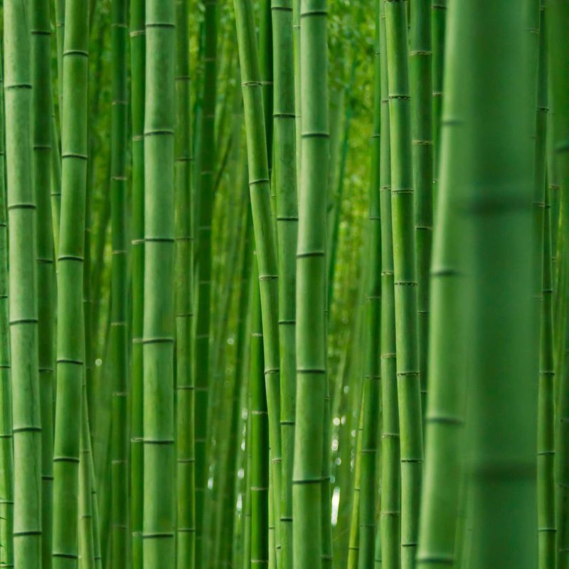 Bamboo