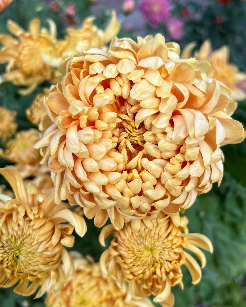 Chrysanthemum