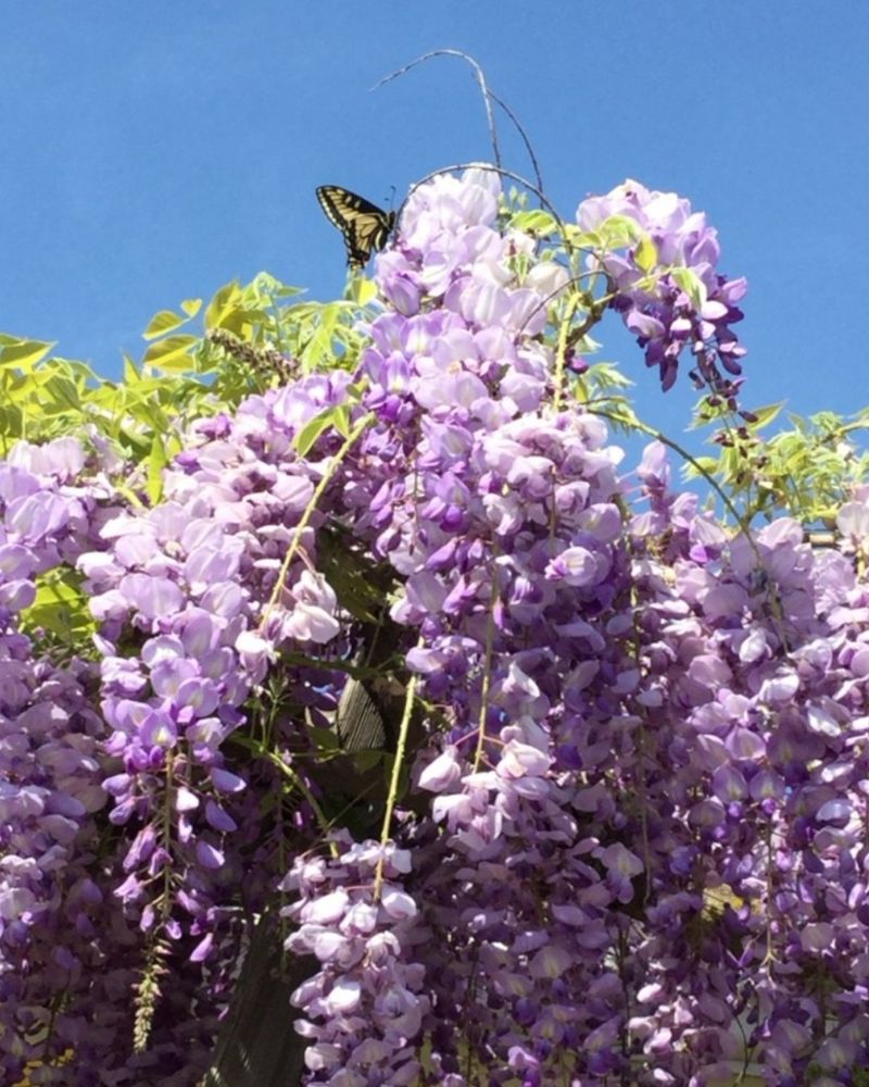 Wisteria