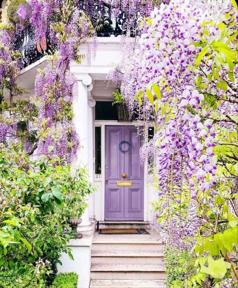 Wisteria Arbors