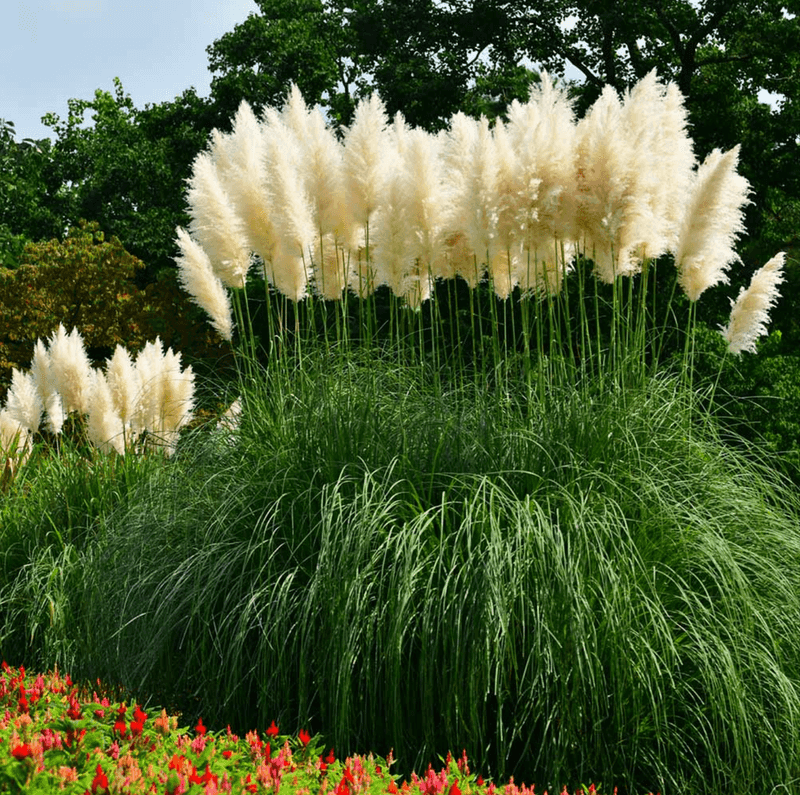 Pampas Grass (Cortaderia selloana)