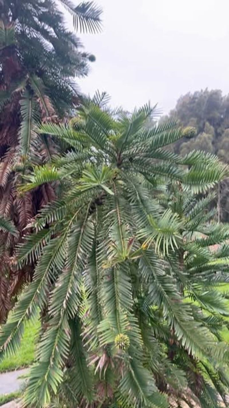 Wollemi Pine