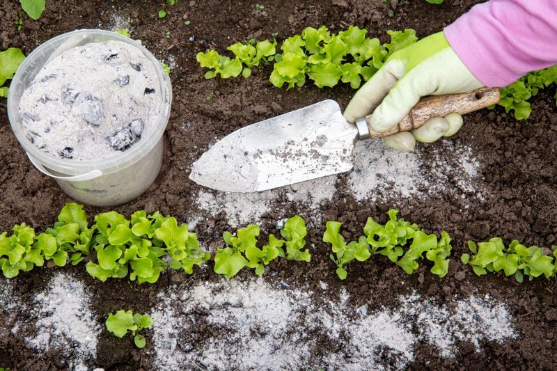 Wood Ash for Soil Enrichment