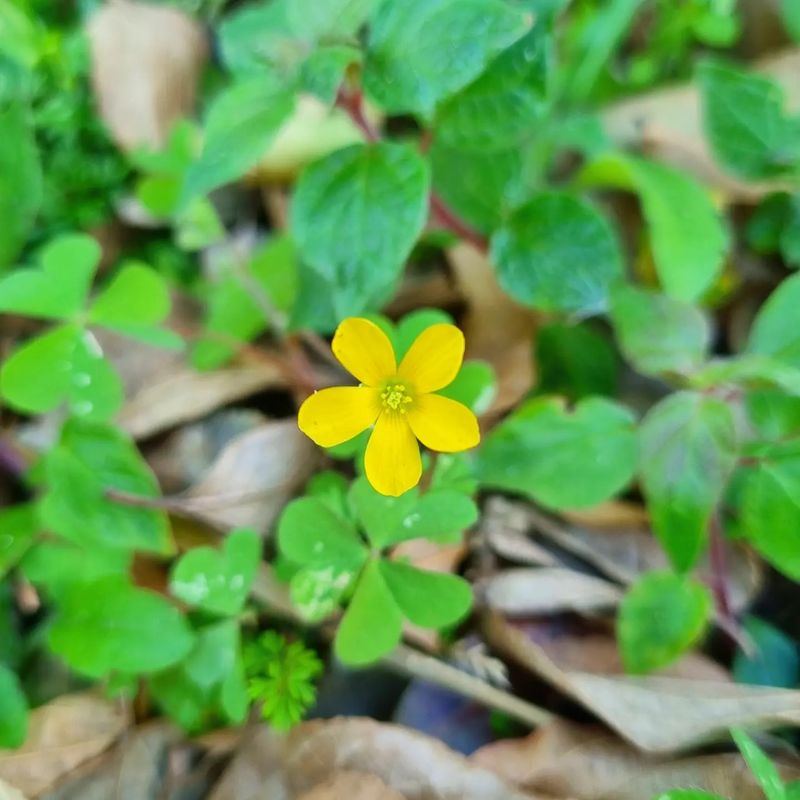 Wood Sorrel (Oxalis)