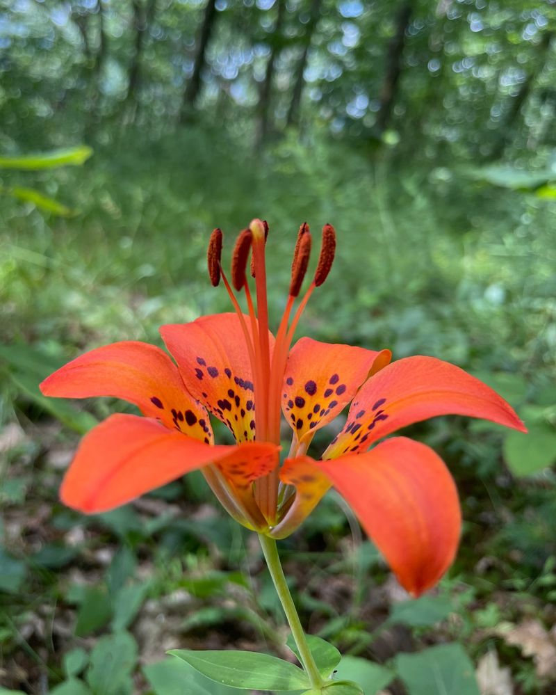 Woodland Lily