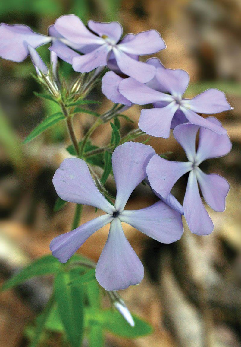 Woodland Phlox