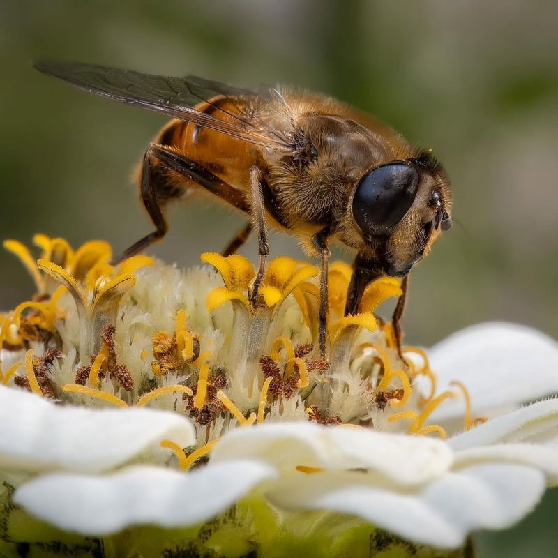 Wool Carder Bees