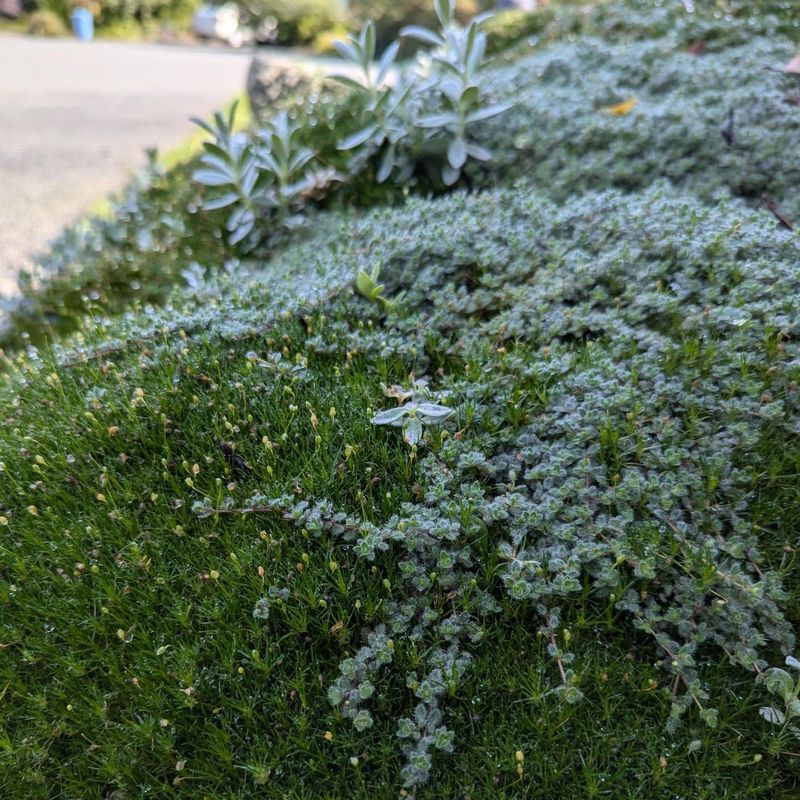 Woolly Thyme