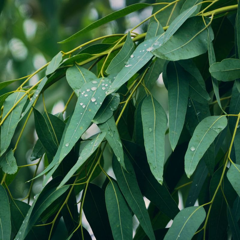 Eucalyptus