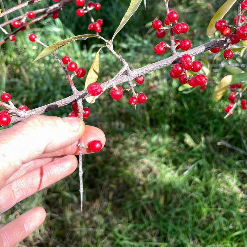 Wyoming: Buffaloberry