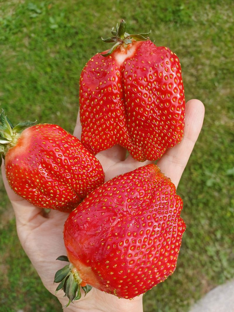 Wyoming - Massive Strawberry