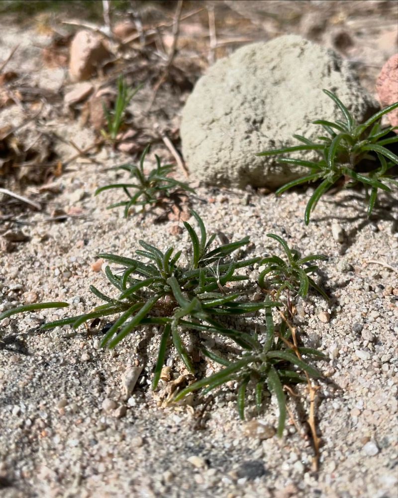 Wyoming: Russian Thistle