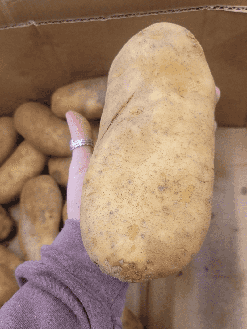 Wyoming's Enormous Potato