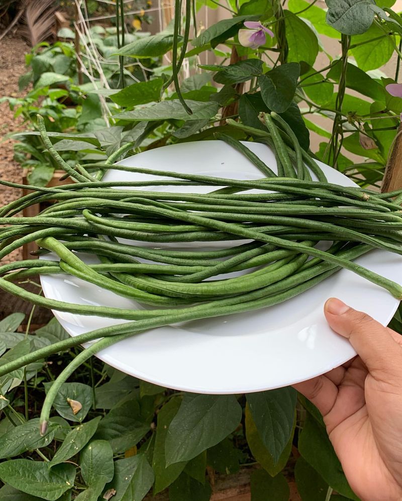 Yardlong Bean