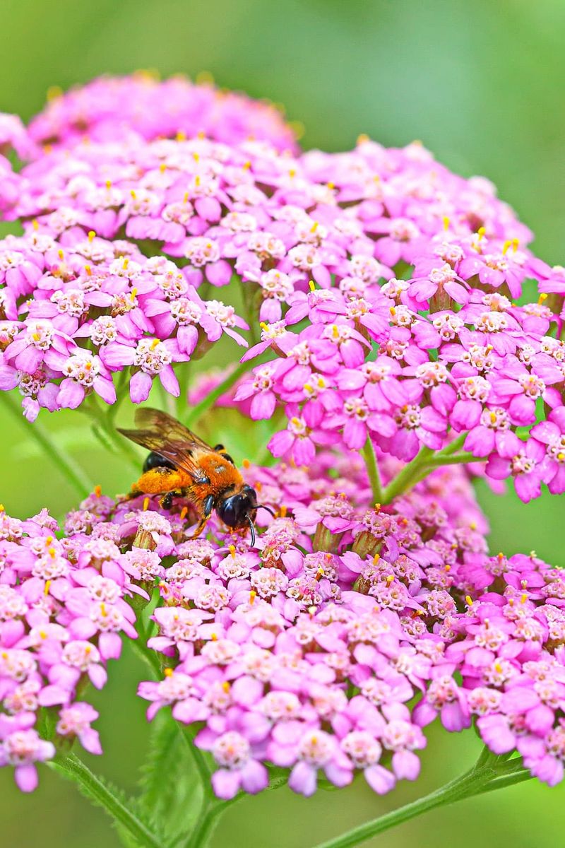 Yarrow