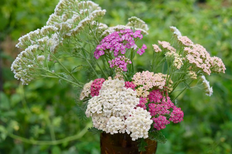 Yarrow