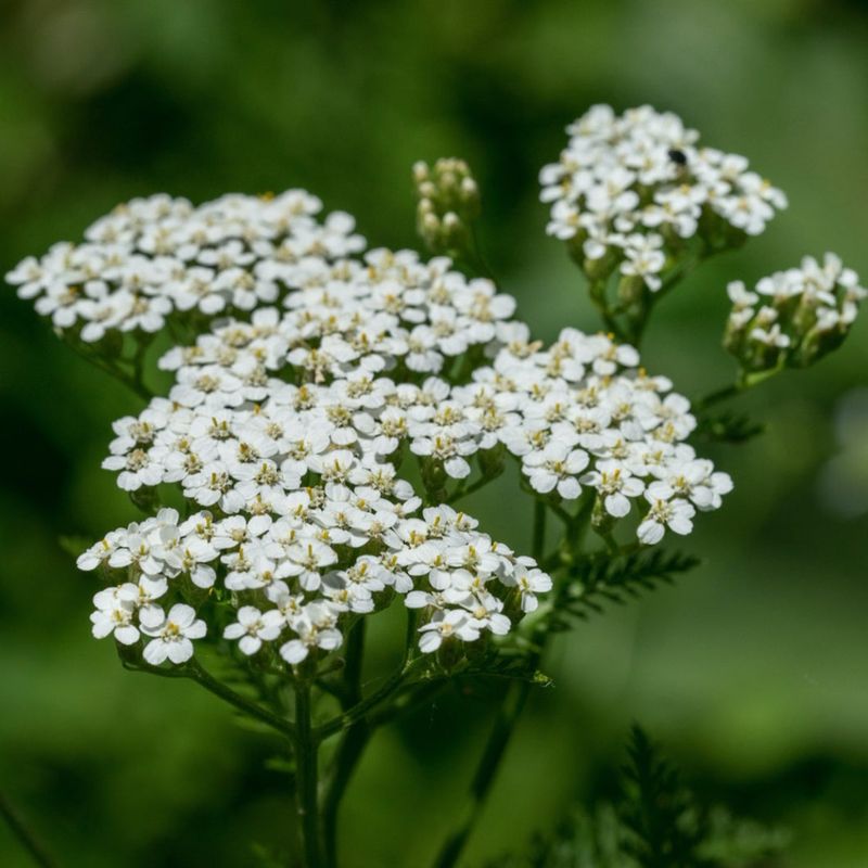 Yarrow