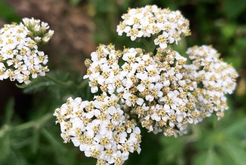 Yarrow