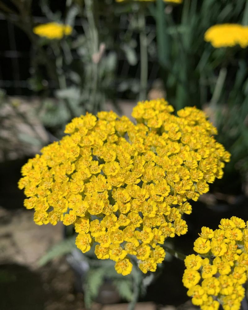 Yarrow