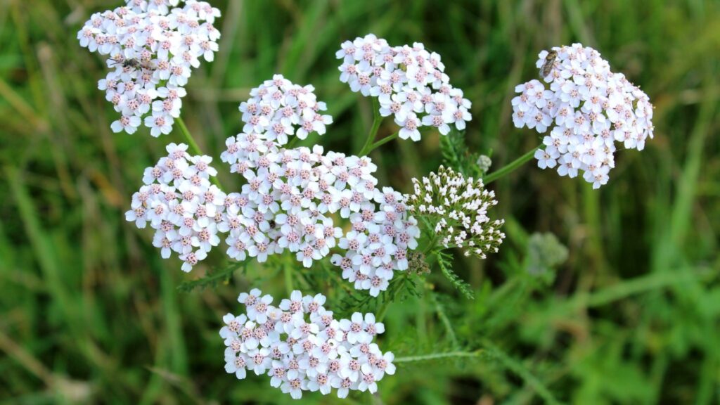 white yarrow in bloom