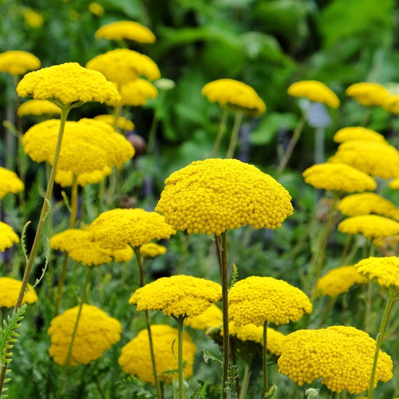 Yarrow