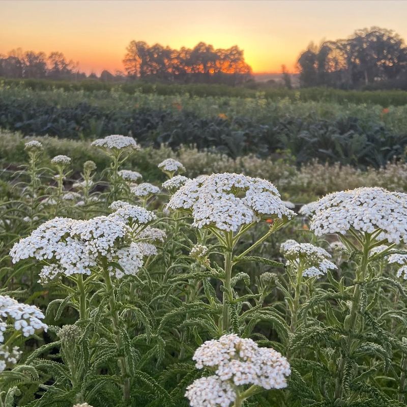 Yarrow