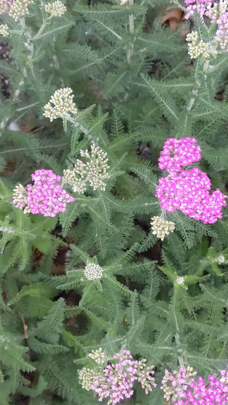 Yarrow