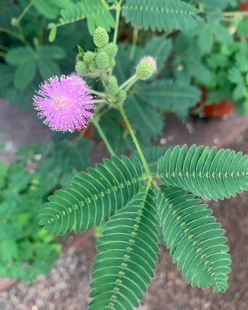 Mimosa Pudica (Sensitive Plant)