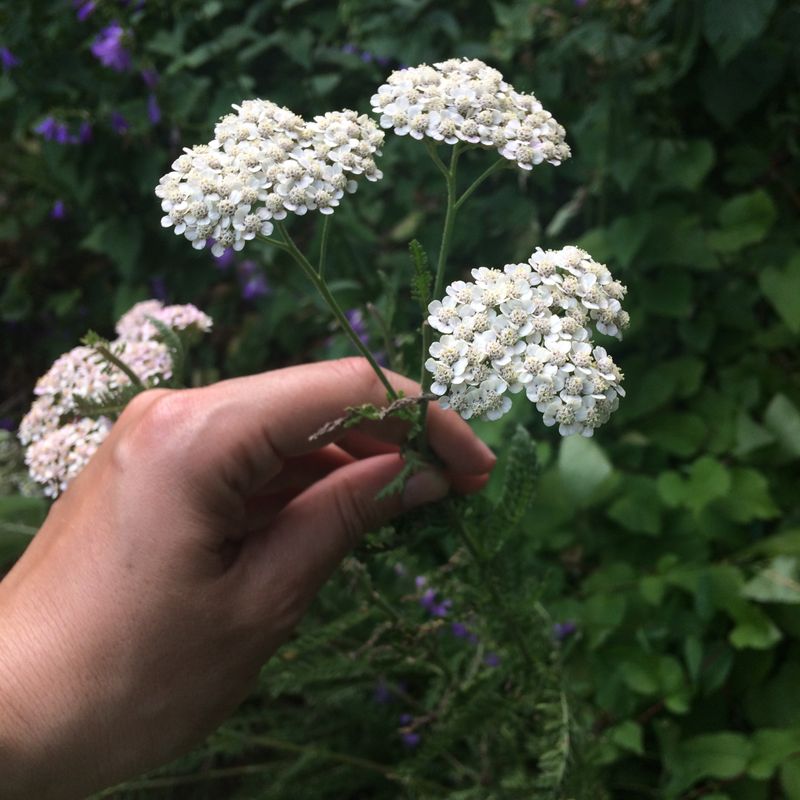 Yarrow