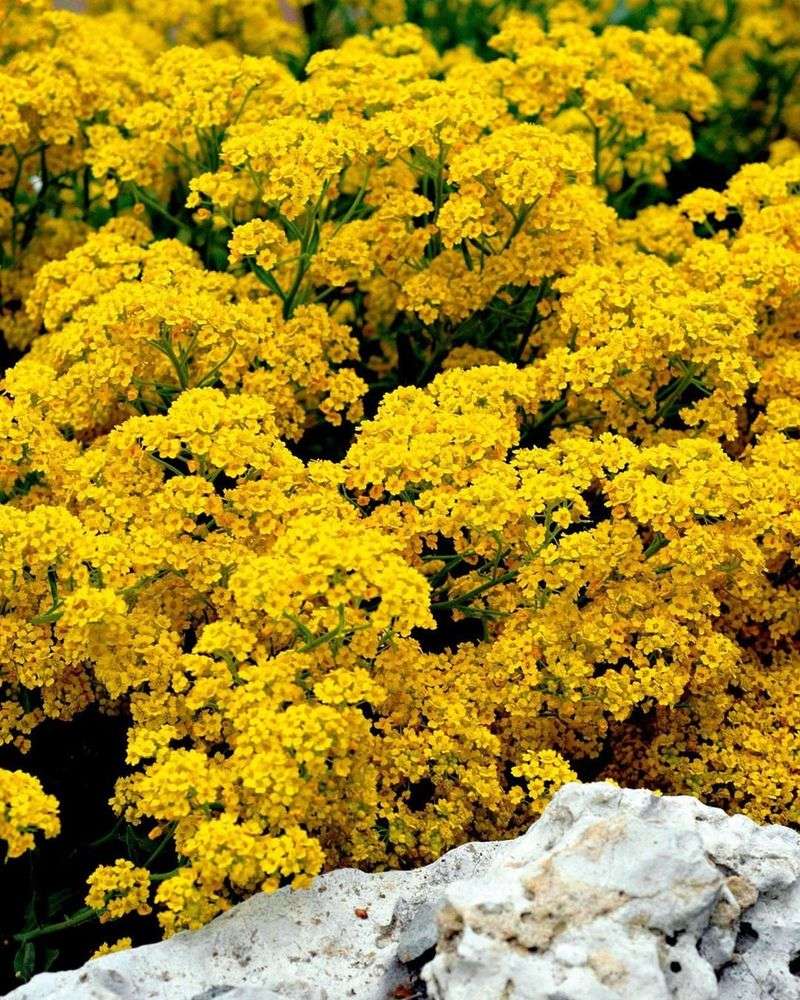 Yellow Alyssum