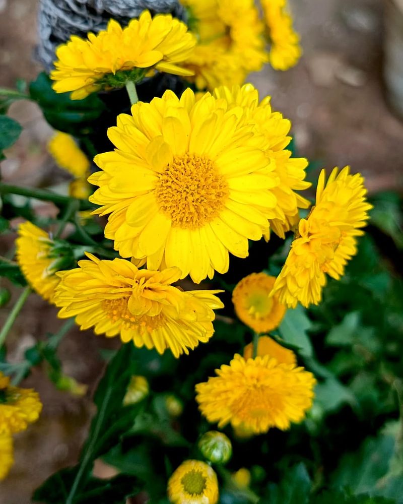 Yellow Chrysanthemum