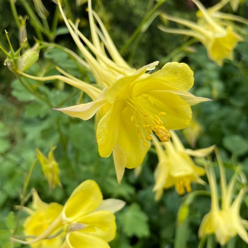 Yellow Columbine