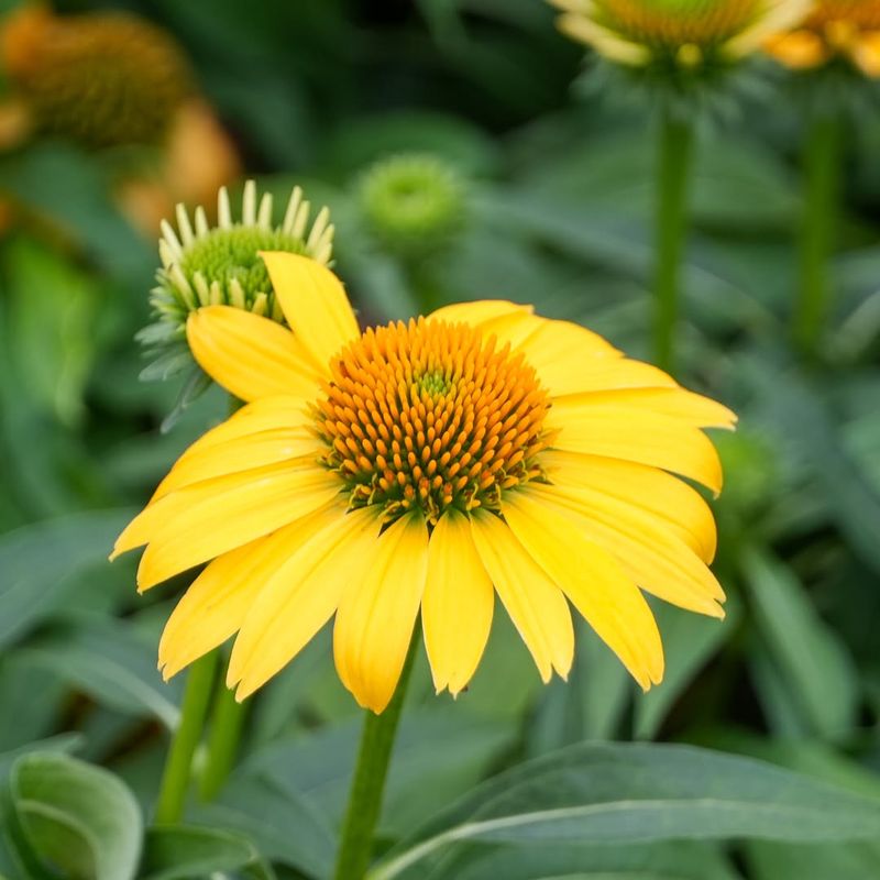 Yellow Coneflower